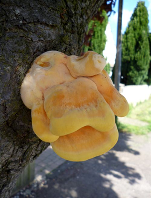 ) Early-stage fruiting on the stem of Pissard’s plum in Pitsea, Essex